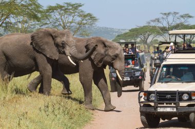 Ekoturizm Eastest Afrika'da. Serengeti, Tanzanya (Rev.2)