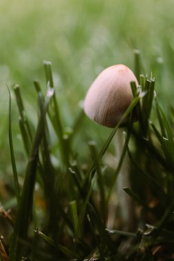 Yeşil çimlerde küçük beyaz mantar