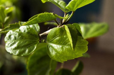 Makro fotoğrafçılık, Çince yaprak gül.