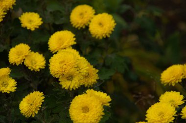 koyu yeşil ile sarı çiçek