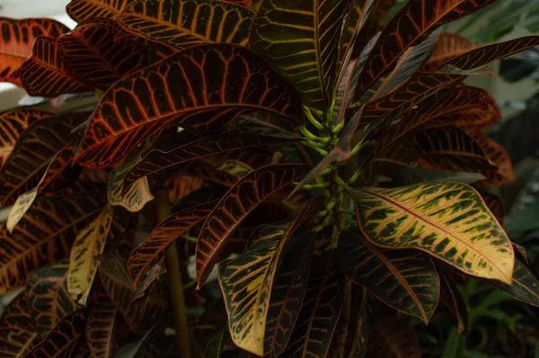 Közelkép Levelei Egzotikus Növény Codieum Euteria — Stock Fotó