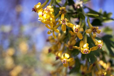 Bahar, Ribes aureum üzümü sarı çiçek çiçeklenme