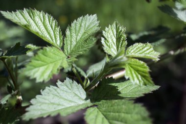 Ahududu yaprakları kabartma. Sığ derinlik-in tarla