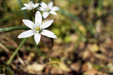 Çayır üzerinde güzel çiçekler. Sığ derinlik-in tarla