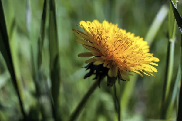 Yellow Dandelions Used Medicinal Herb Food Ingredient — Stock Photo, Image