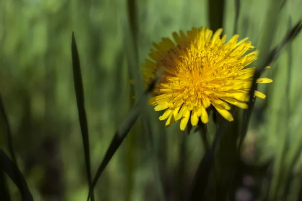 Yellow Dandelions Used Medicinal Herb Food Ingredient — Stock Photo, Image