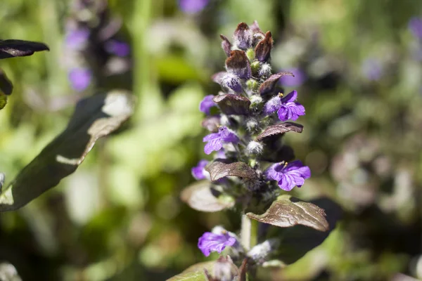 Beautiful Wildflowers Meadow Shallow Depth Field — Stock Photo, Image