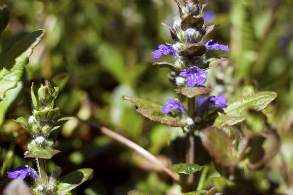 Beautiful Wildflowers Meadow Shallow Depth Field — Stock Photo, Image