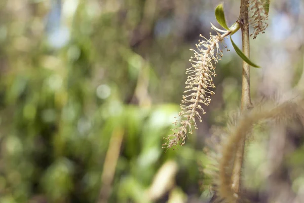 Blooming Inflorescence Willow Early Spring Leaves — Stock Photo, Image