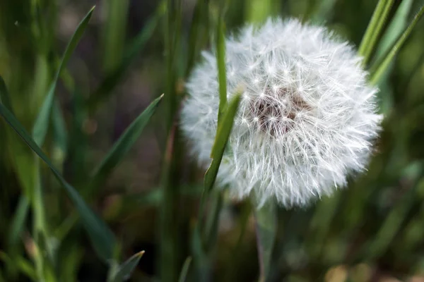 Dandelion Seeds Sunlight Fresh Green Morning Background — Stock Photo, Image