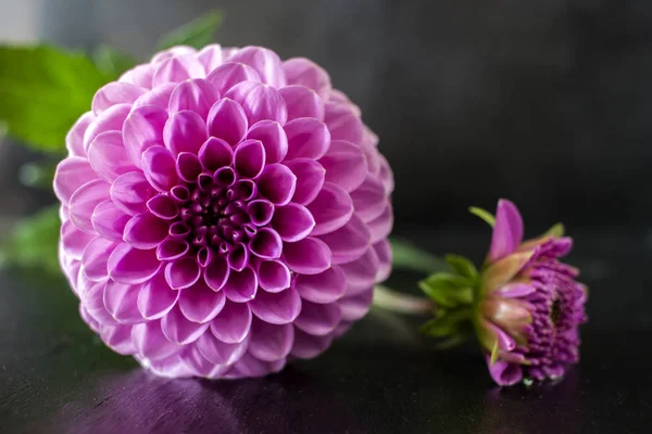 Fresh Dahlia flower Pink Dahlia flower with water drop on black background. — Stock Photo, Image