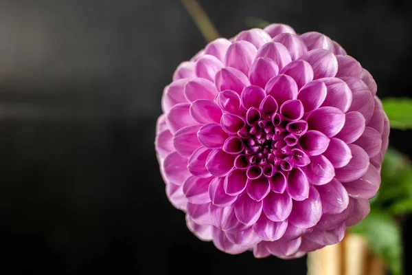 Fresh Dahlia flower Pink Dahlia flower with water drop on black background. — Stock Photo, Image