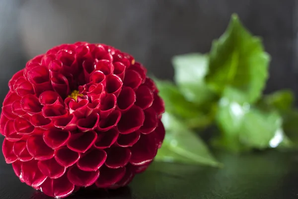 Flor fresca de Dalia Flor roja de Dalia con gota de agua sobre fondo negro . —  Fotos de Stock