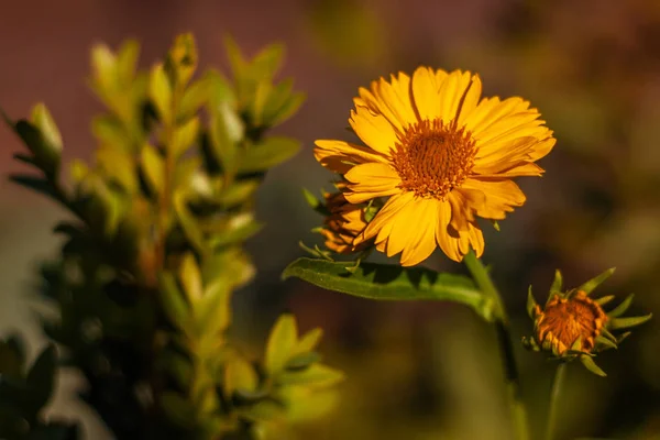 Colorida Imagen Macro Floral Aire Libre Falso Girasol Amarillo Flor —  Fotos de Stock