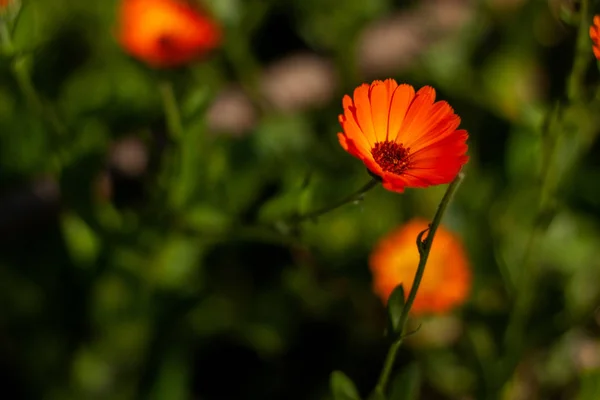 Flor Con Hojas Caléndula Caléndula Officinalis Jardín Caléndula Inglesa Sobre —  Fotos de Stock