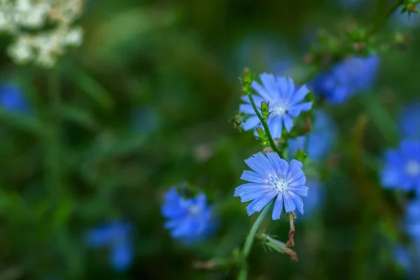 Chicory Flowers Meadow Blooming Chicory Flowers Green Grass Meadow Chicory — Stock Photo, Image