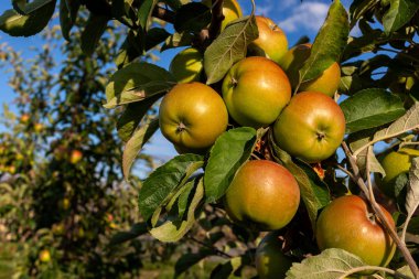 Olgun elma elma ağacı dalı asılı