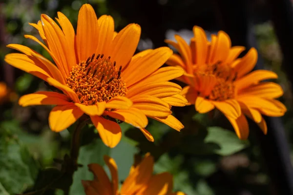 Flores amarillas de ojo de buey áspero, ojo de buey suave —  Fotos de Stock