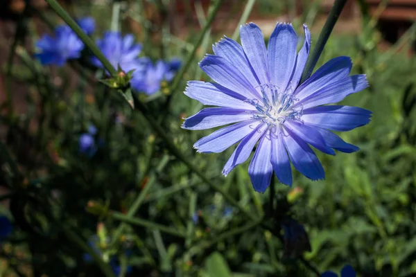 Chicory blossoms in the garden, coffee grass — Stock Photo, Image