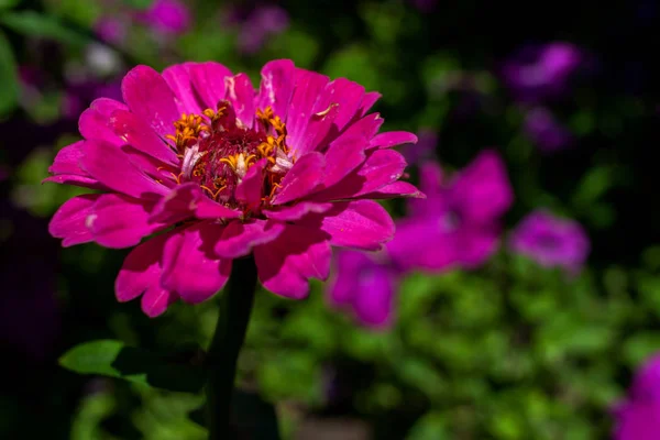 Esta es la flor de zinnia en el jardín con fondo natural — Foto de Stock