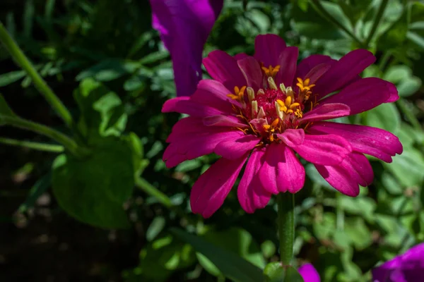 Esta es la flor de zinnia en el jardín con fondo natural —  Fotos de Stock