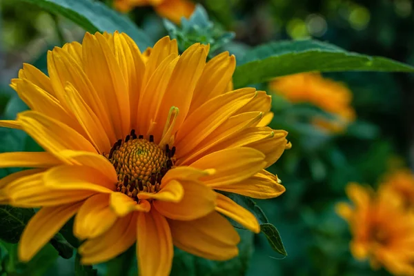 Jardín Flores Heliopsis Florecientes —  Fotos de Stock