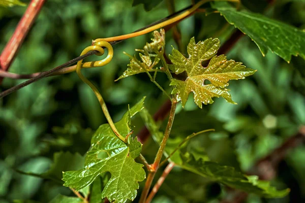 Vine Grapes Young Shoots Foliage — Stock Photo, Image