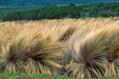 Scenic shot of windblown tussock grass, coastal native plants, Victoria, south-eastern Australia clipart