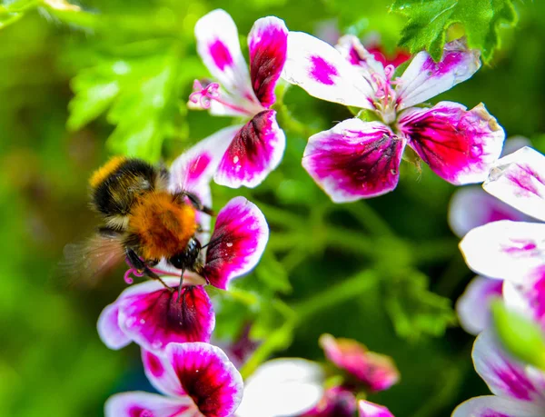 Bee my friend, taking in my garden