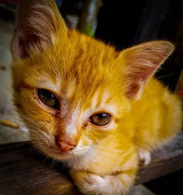 Malezya'da evsiz kedi