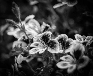 Evimin dışına çiçek alan çiçekler