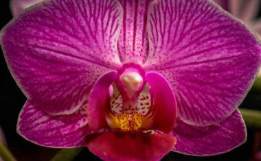 makro yığın orkide çiçek