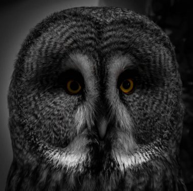 kendi kafede kendi yakın