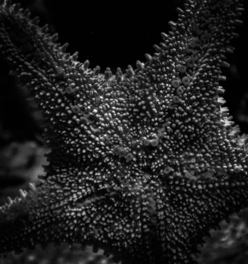 tankta denizyıldızı siyah ve beyaz yakın