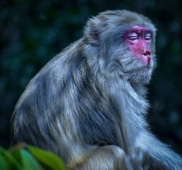 Małpy Kam Shan Country Park Hong Kong — Zdjęcie stockowe