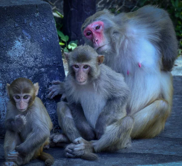 Monos Kam Shan Country Park Hong Kong — Foto de Stock