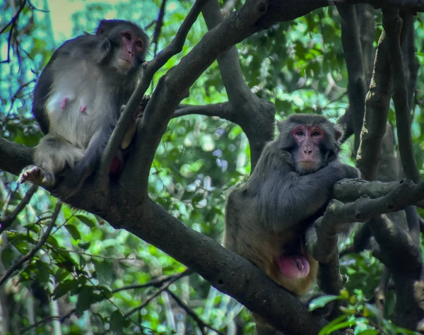 Singes Dans Kam Shan Country Park Hong Kong — Photo