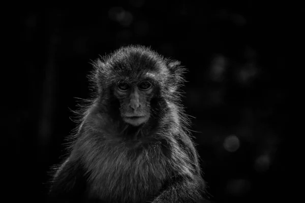 Singes Dans Kam Shan Country Park Hong Kong — Photo