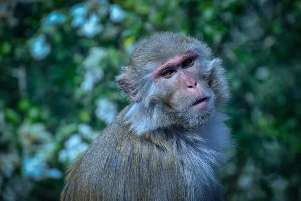 Singes Dans Kam Shan Country Park Hong Kong — Photo