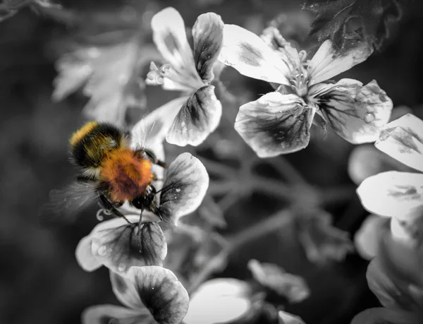 Бджола Мій Друг Відвідування Мене Моєму Ганку — стокове фото