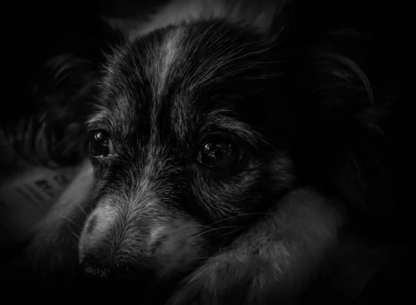 Anjing Tampak Takut Saat Bersantai — Stok Foto