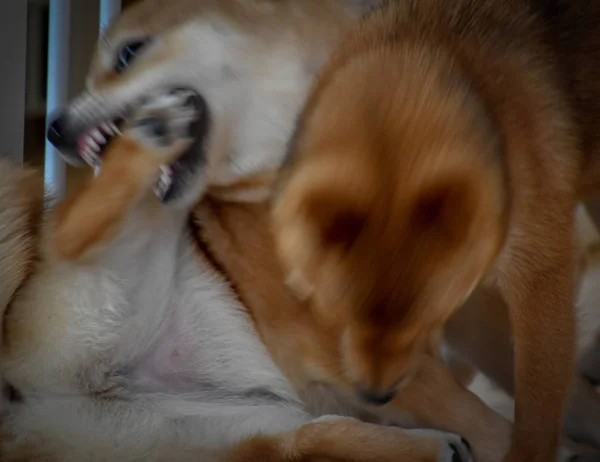 Honden Vechten Spelen — Stockfoto