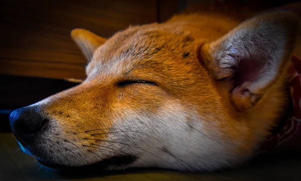 Perro Shiba Durmiente Japón — Foto de Stock