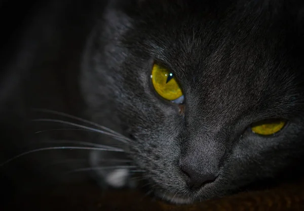 macro eye contact with cat