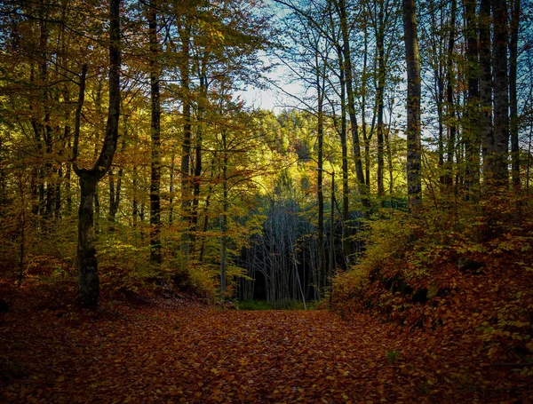Norveç Yapraklı Ormanlar — Stok fotoğraf