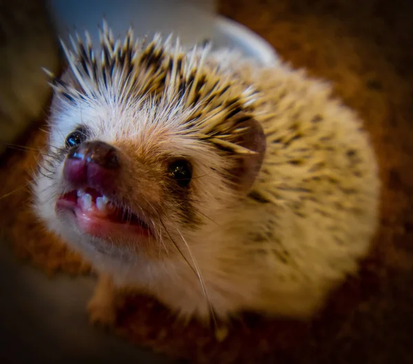 Sonic Hedgehog Osaka Japan — Stock Photo, Image