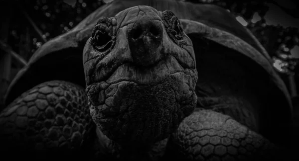 Tortue Gros Plan Noir Blanc — Photo