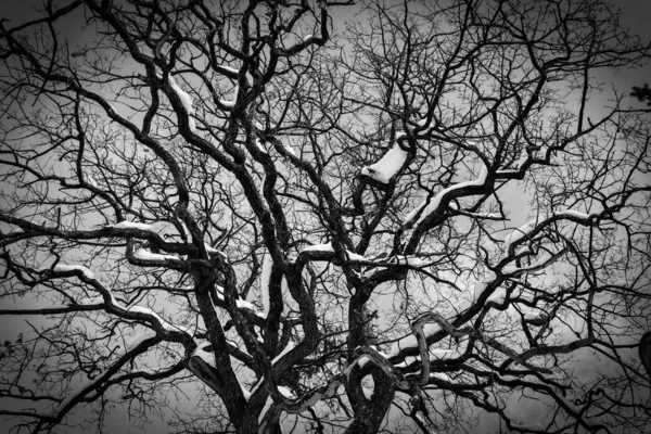 Черно Белое Дерево Снегом — стоковое фото