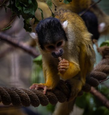 Bir maymunun maceraları