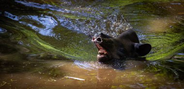 Çok meraklı bir yüzücü.